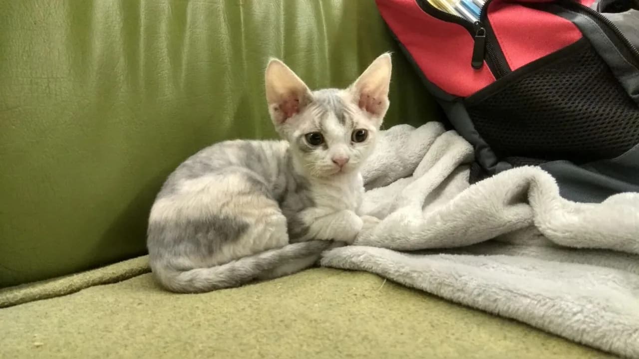 Gdzie kupić koty Devon Rex w Lublinie - hodowcy i dostępność