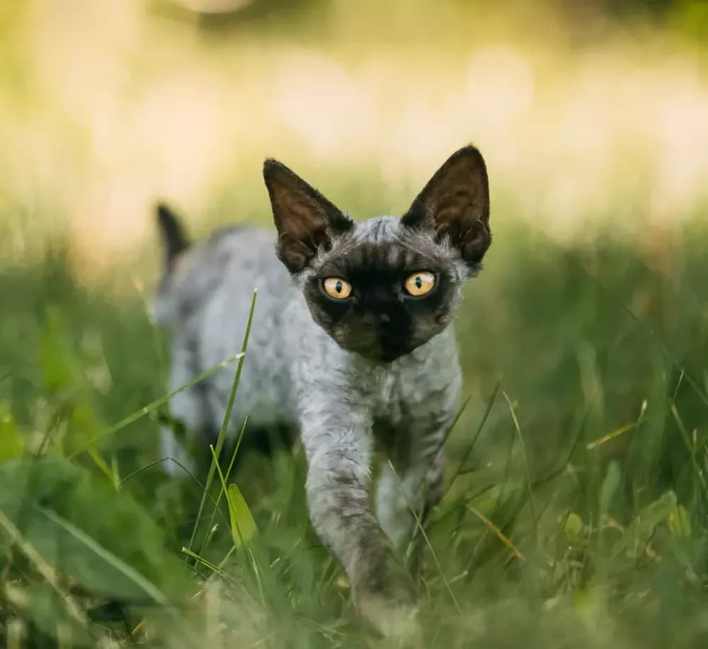 Cechy i pielęgnacja devon rex czekoladowy - wyjątkowy kot rasowy