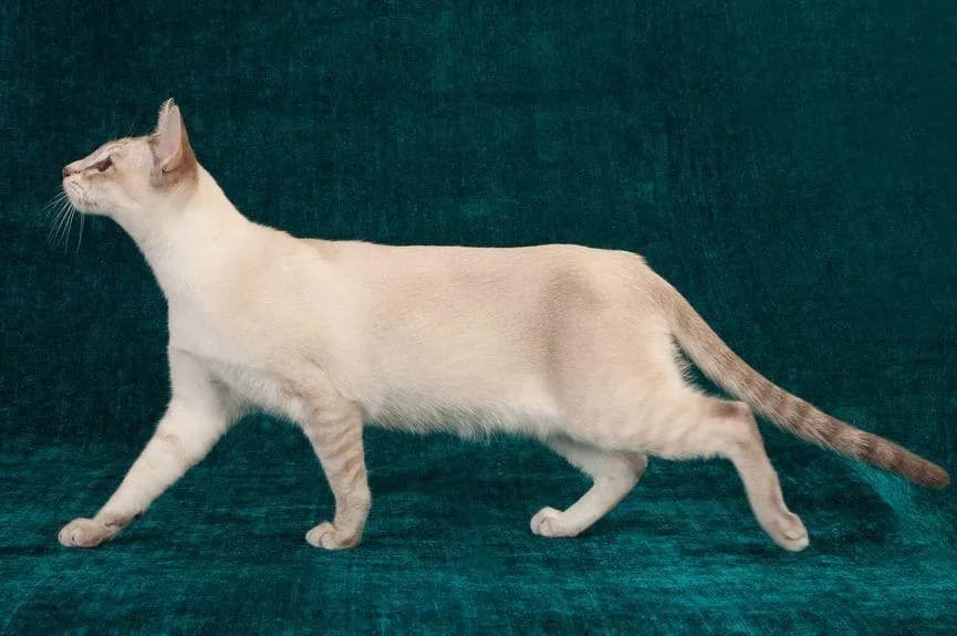 Ciekawe fakty o kocie tonkijskim, które zaskoczą każdego miłośnika