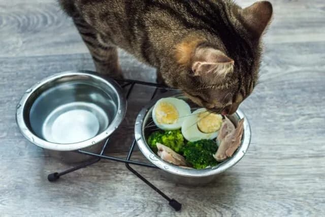 Czy koty mogą jeść frytki? Dowiedz się, dlaczego to niebezpieczne.