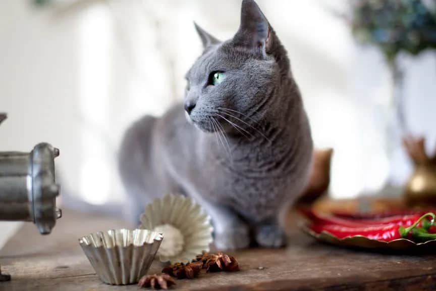 Czy koty mogą jeść masło orzechowe? Sprawdź, co musisz wiedzieć