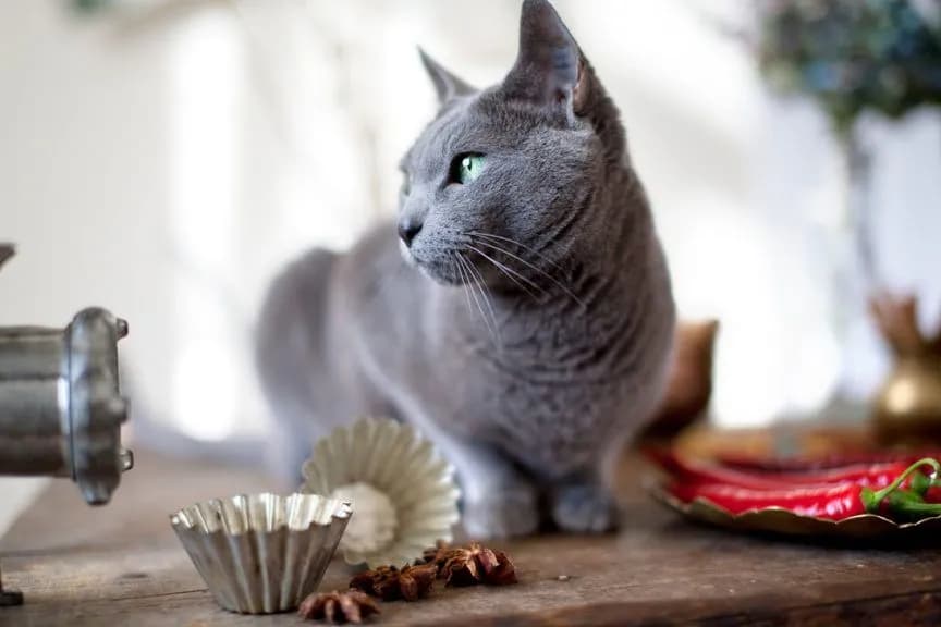 Czy koty mogą jeść masło orzechowe? Sprawdź, co musisz wiedzieć