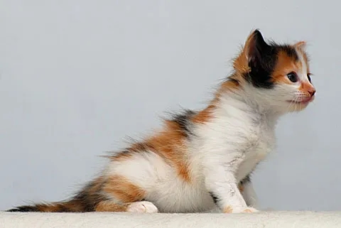 Hodowle kotów afrodyty w Polsce - co musisz wiedzieć przed zakupem