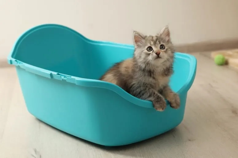 Jak nauczyć kociaka korzystania z kuwety bez frustracji i błędów