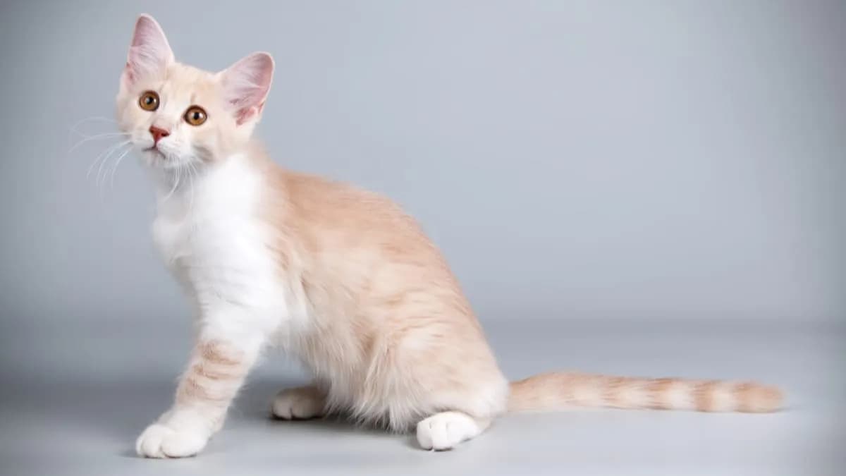 Kot Afrodyty cena - ile naprawdę kosztuje ten wyjątkowy kot?