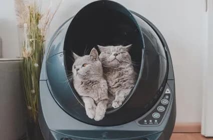 Jak duża powinna być kuweta dla kota, aby zapewnić mu komfort?