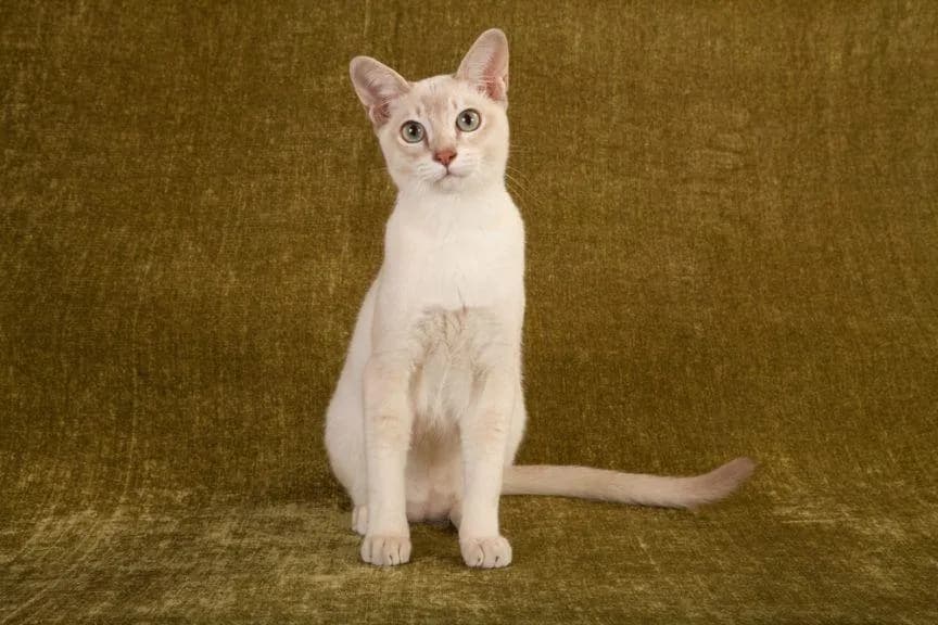 Kot tonkijski w Lidzbarku - piękne koty czekają na dom