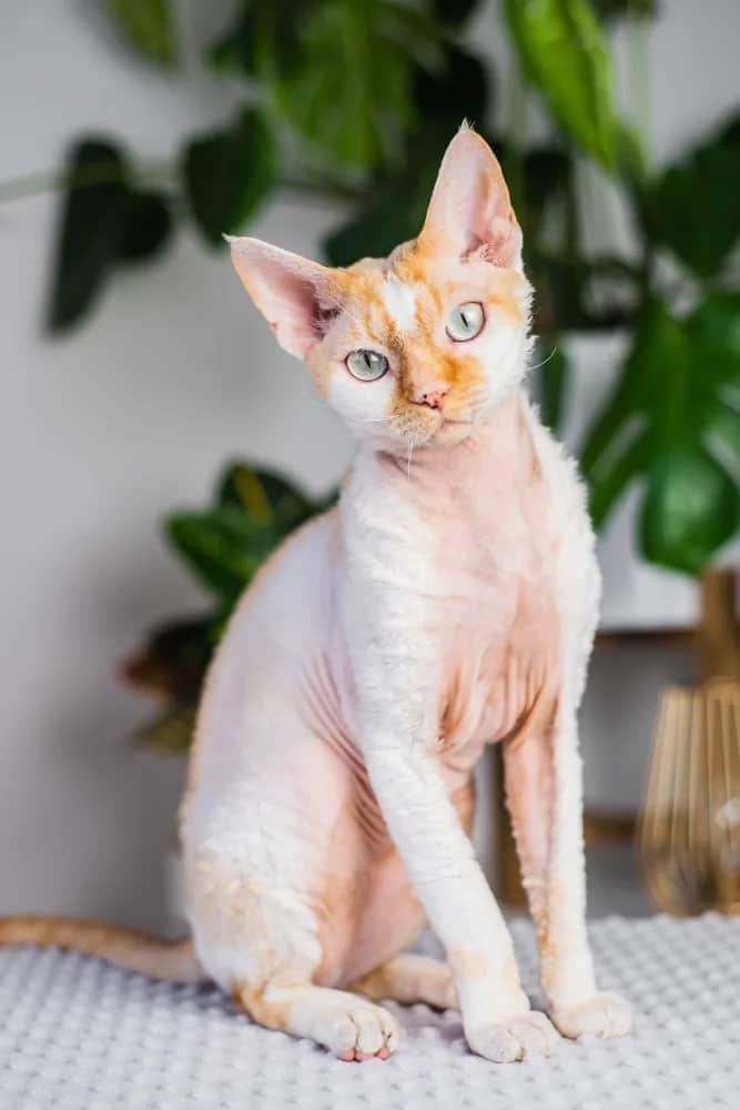 Hodowla Devon Rex w Szczecinie – znajdź idealnego kociaka dla siebie