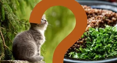 Czy koty mogą jeść kaszę? Sprawdź, co musisz wiedzieć o diecie kota