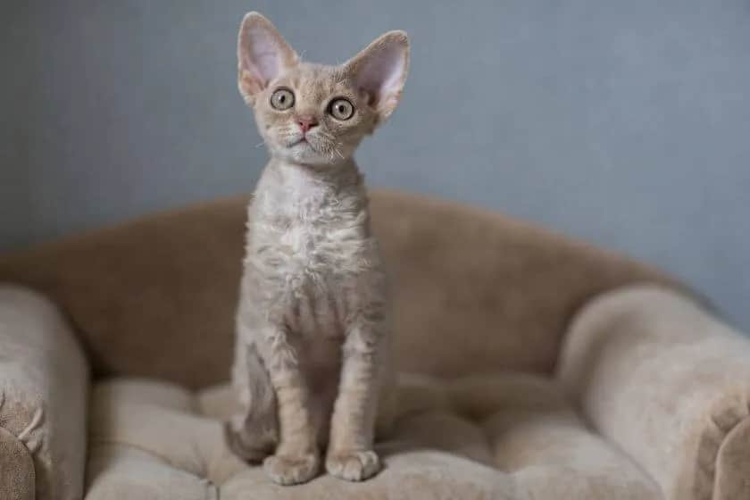 Gdzie znaleźć koty Devon Rex w Zachodniopomorskiem – najlepsze hodowle