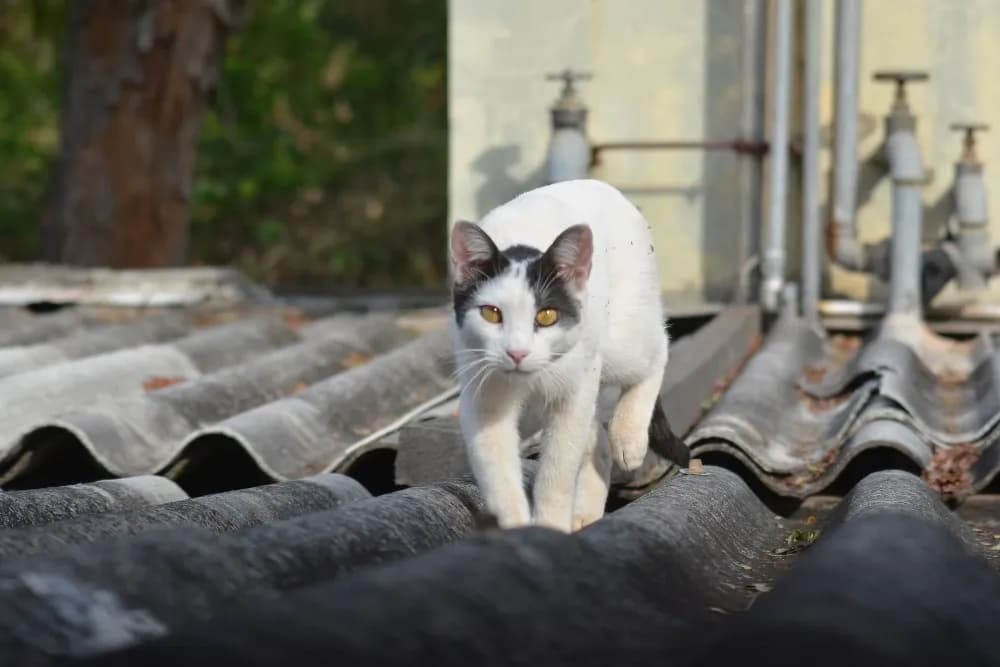 Ceny kotów afrodyty czarno białe - co wpływa na ich wartość?