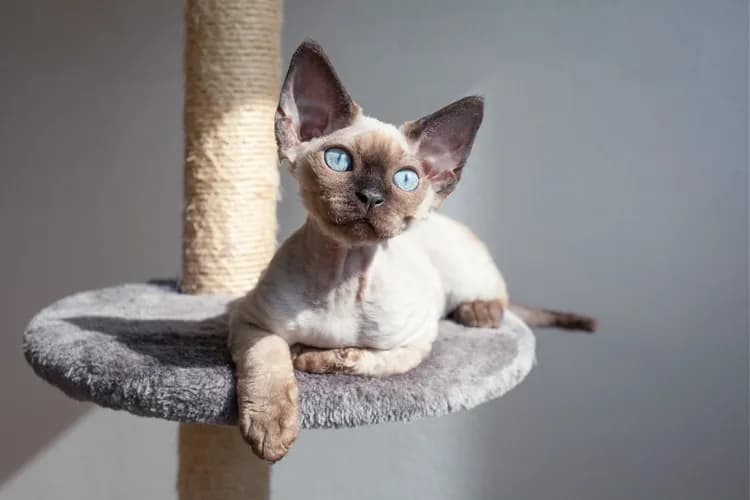 Standard oceny kotów Devon Rex: kluczowe cechy i punkty scoringowe