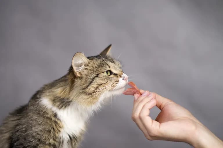 Czy koty mogą jeść kabanosy? Sprawdź, co może im zaszkodzić