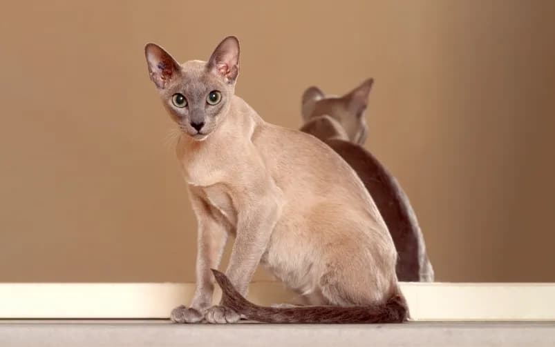 Kot tonkijski amerykański a angielski: odkryj zaskakujące różnice