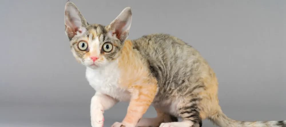 Czy Devon Rex uczula? Oto prawda o alergiach na koty