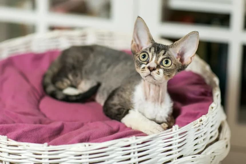 Devon Rex dla alergika – czy to naprawdę hypoalergiczny kot?