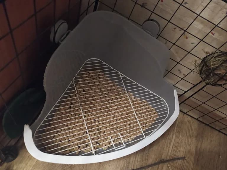 Jaka kuweta dla królika? Wybierz idealną toaletę dla swojego pupila