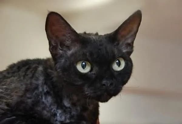 Czarny Devon Rex - wyjątkowy kot o niepowtarzalnym charakterze