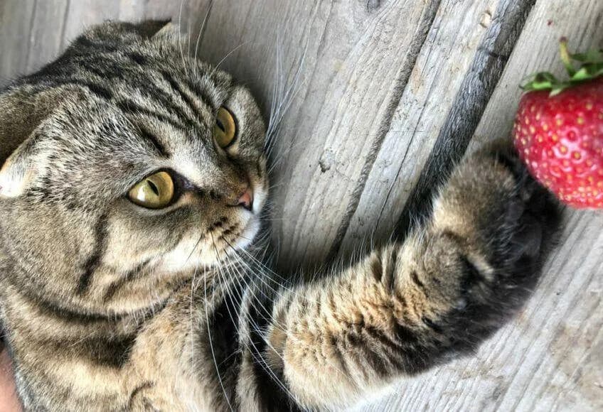 Czy koty mogą jeść truskawki? Sprawdź, co musisz wiedzieć!
