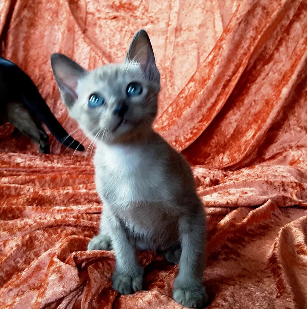 Hodowla kotów tonkijskich we Wrocławiu – znajdź swojego pupila